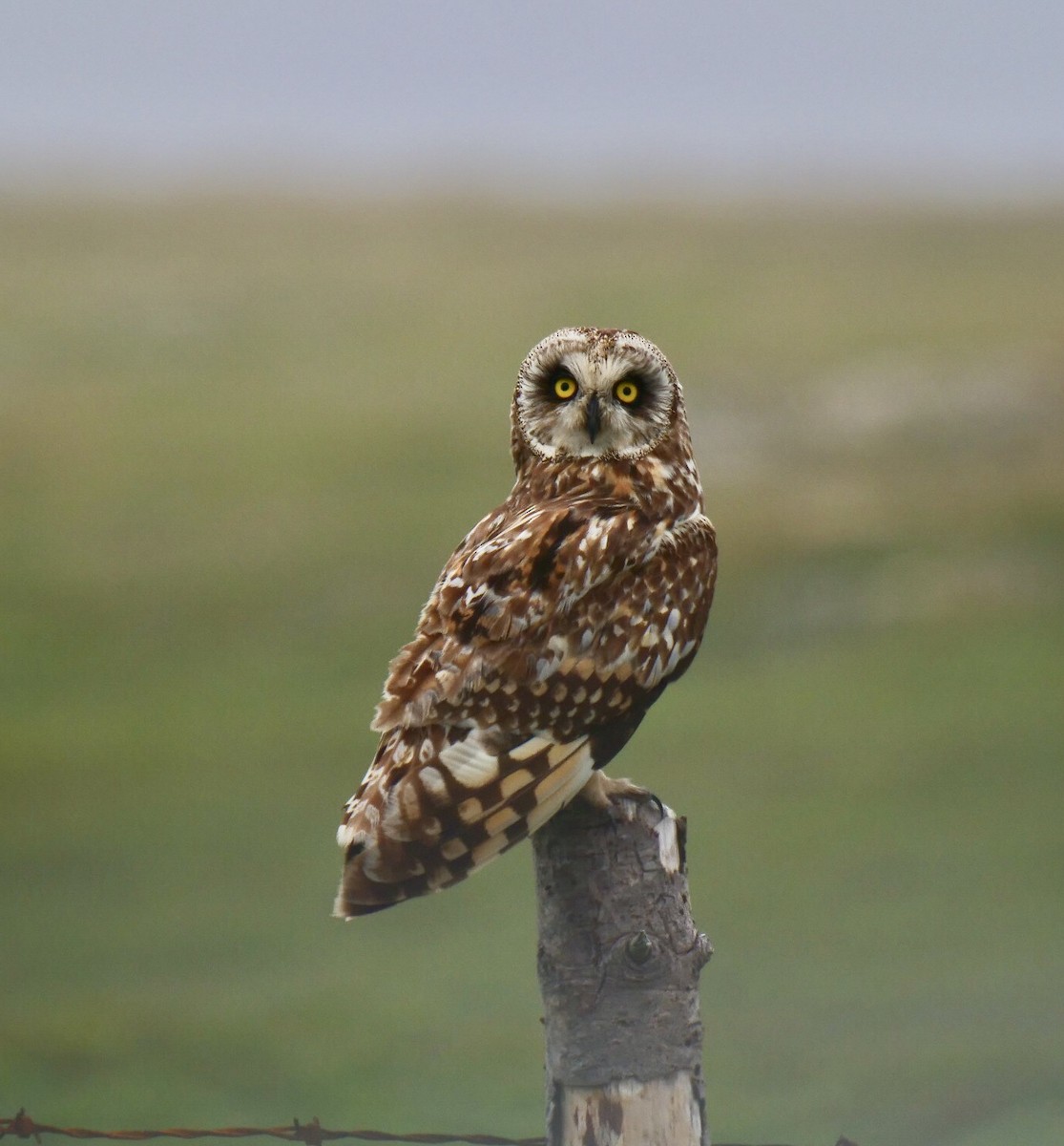 Short-eared Owl - ML469507811