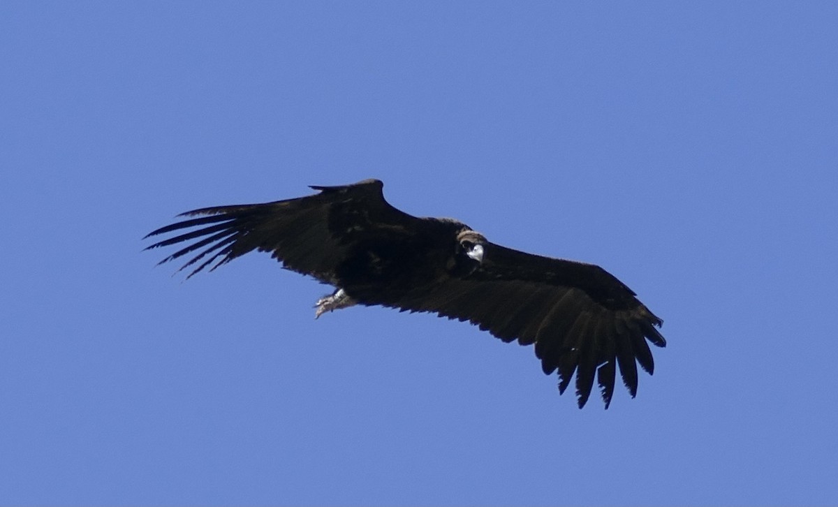 Cinereous Vulture - ML469510411
