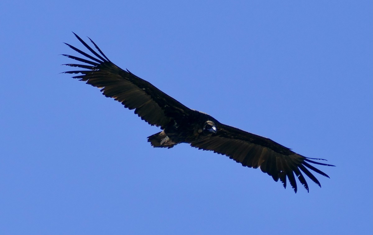 Cinereous Vulture - ML469510421