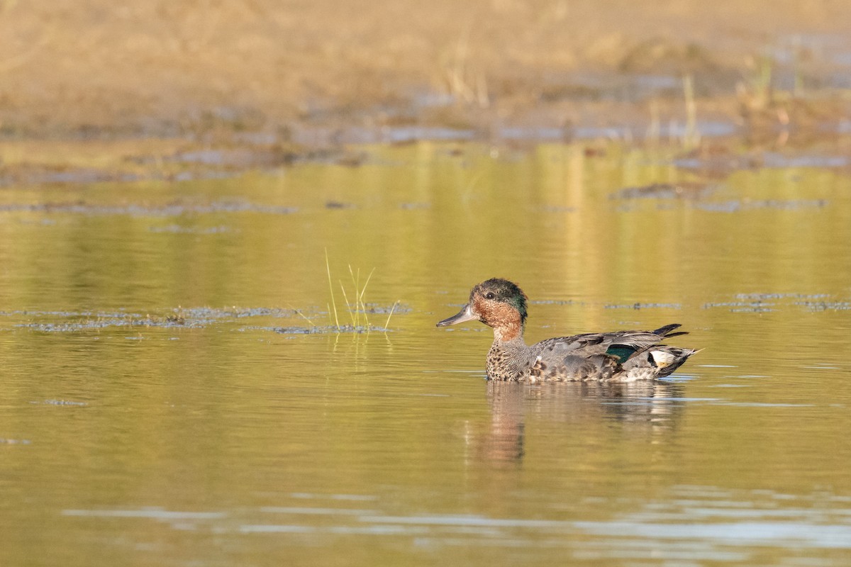 Green-winged Teal - ML469512441