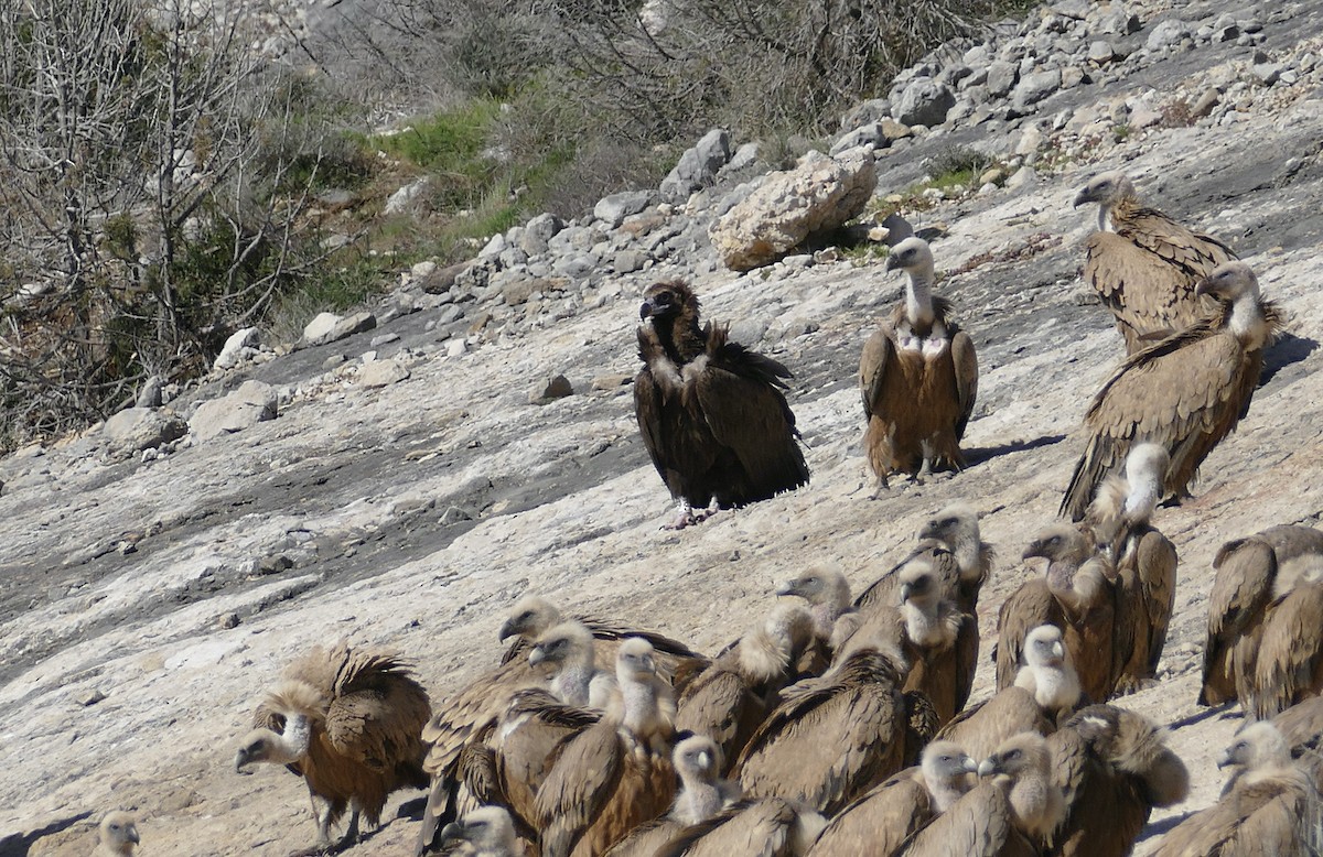 Cinereous Vulture - ML469513031