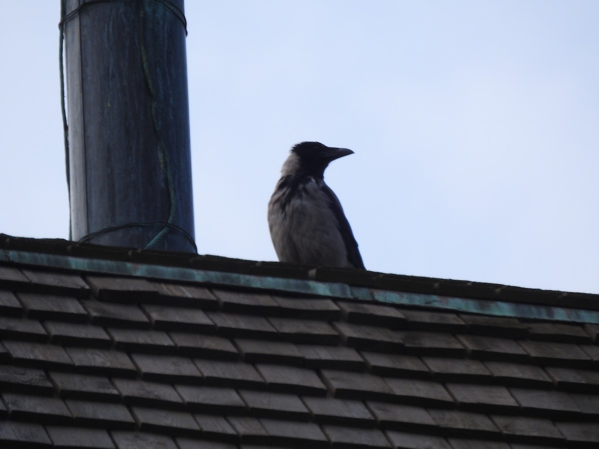 Hooded Crow - ML469513581