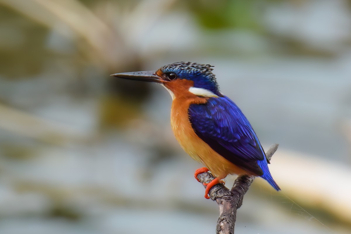 Malagasy Kingfisher - ML469513631