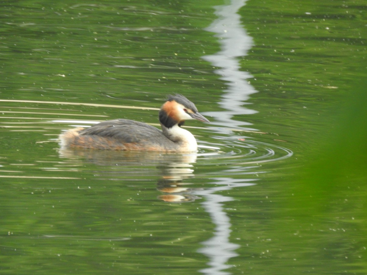 Great Crested Grebe - ML469513661