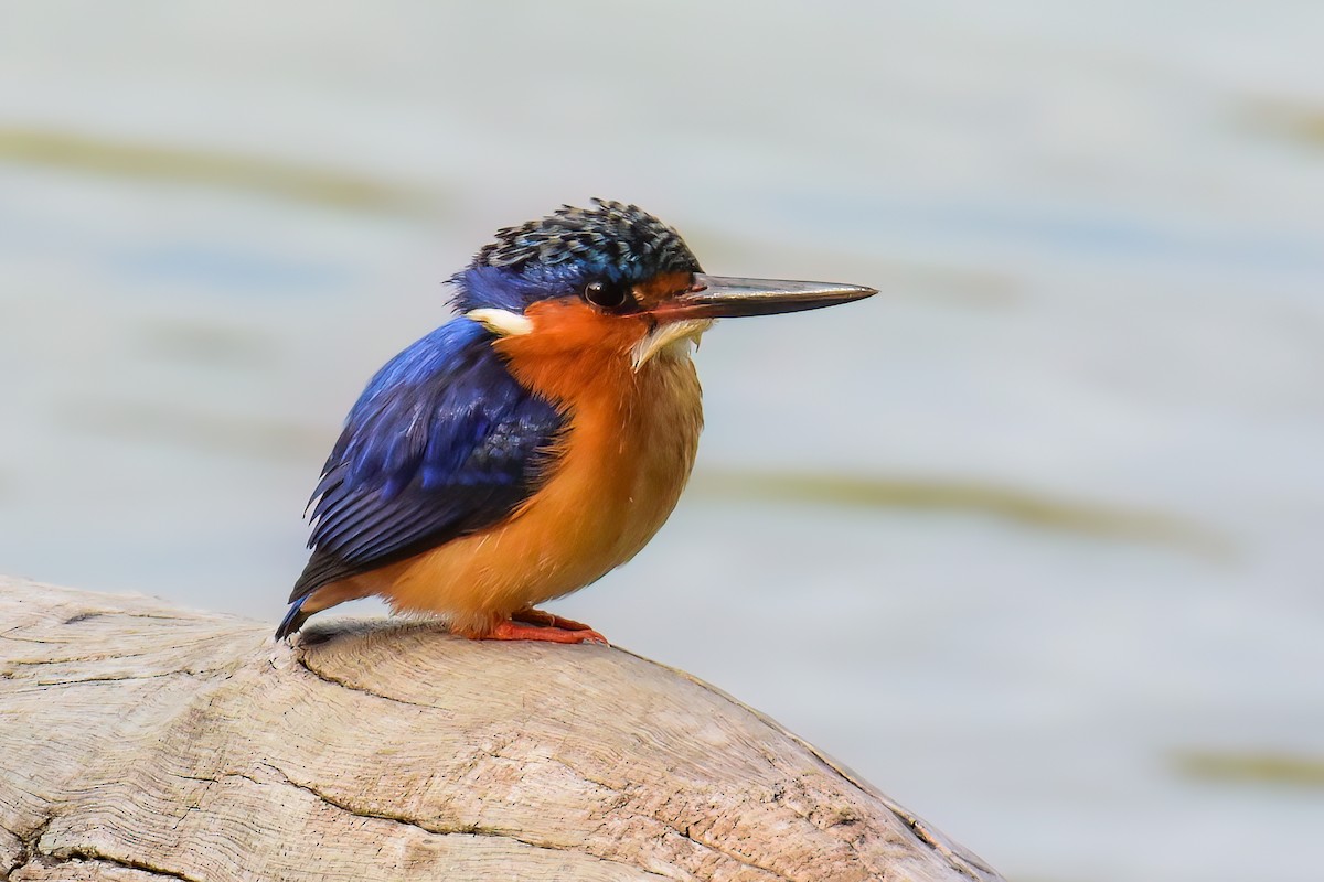 Malagasy Kingfisher - ML469513741