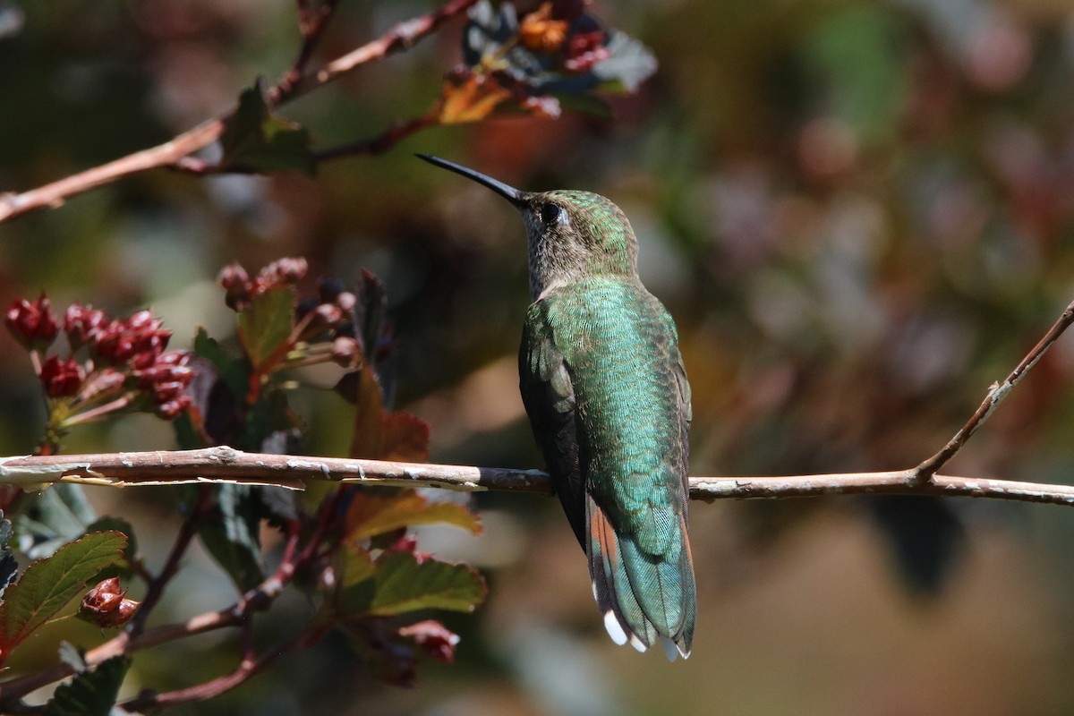 Broad-tailed Hummingbird - ML469514011