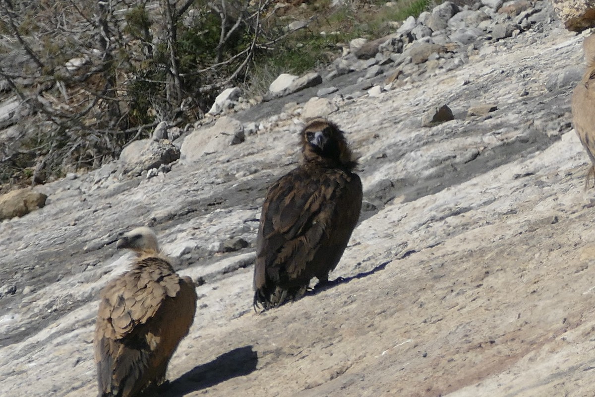 Cinereous Vulture - ML469514201