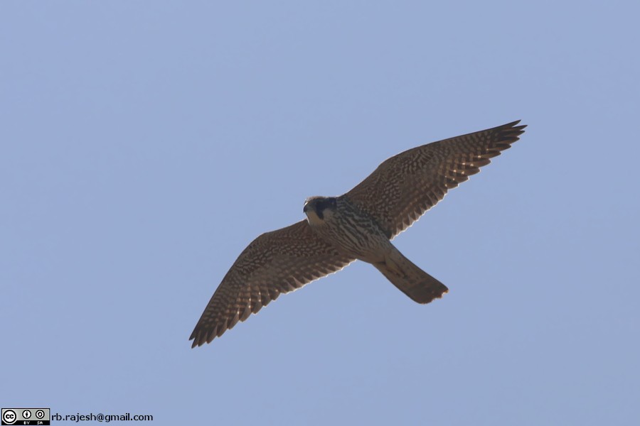 Peregrine Falcon (Tundra) - Rajesh Balakrishnan