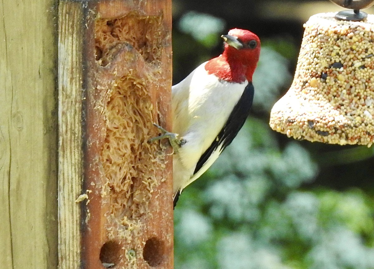 Red-headed Woodpecker - ML469522591