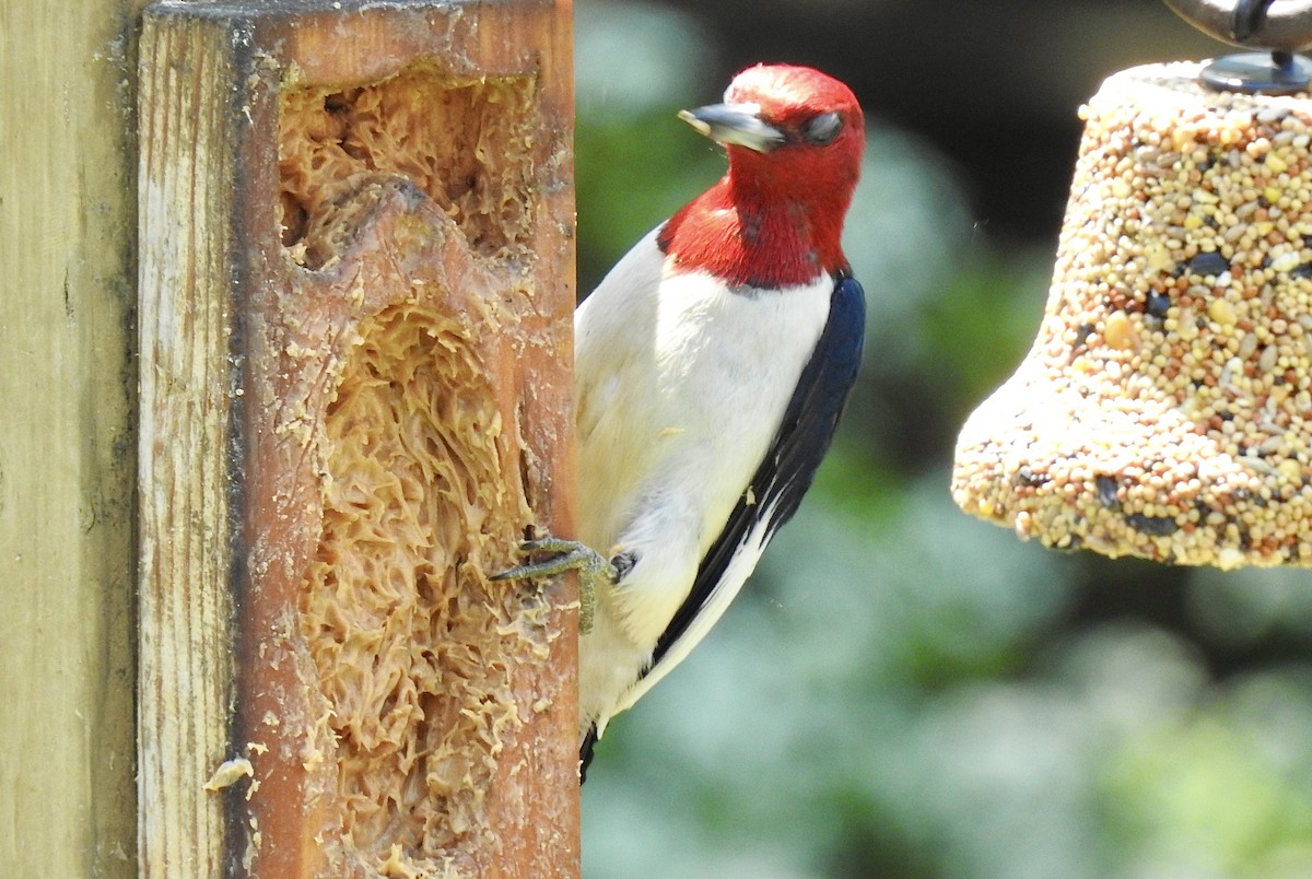 Red-headed Woodpecker - ML469522601