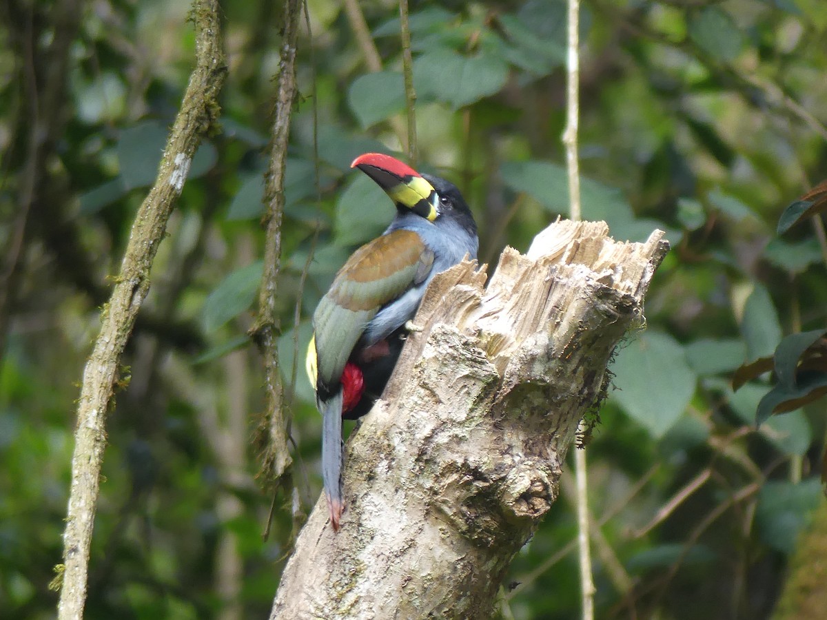 Gray-breasted Mountain-Toucan - ML469526421