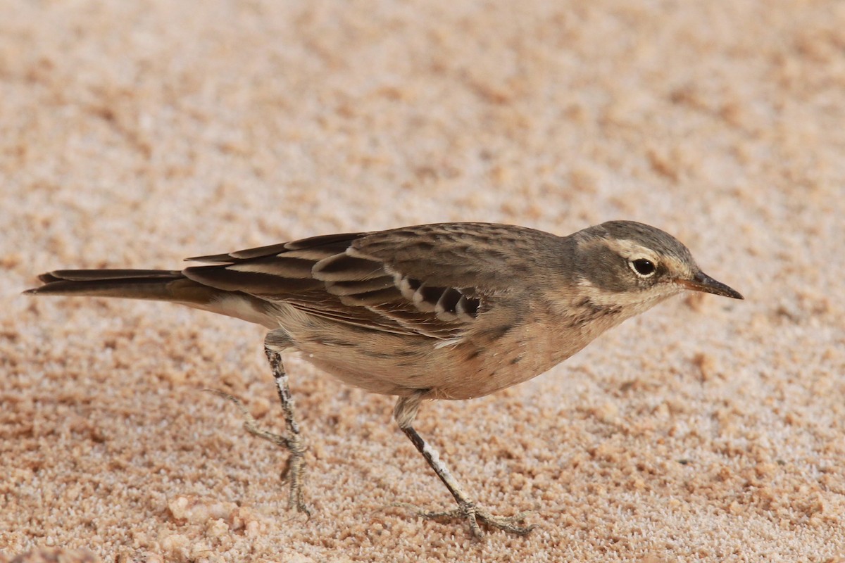Water Pipit - ML46952981