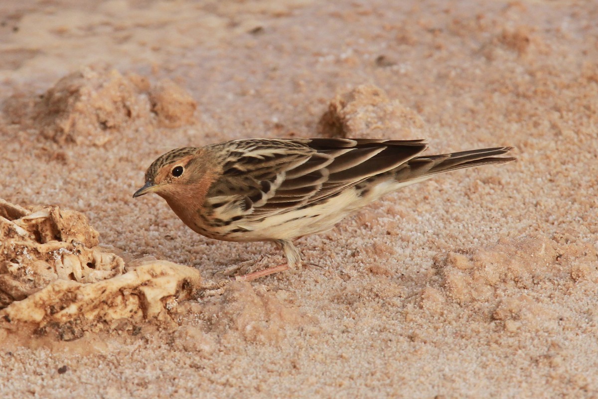 Red-throated Pipit - ML46953001