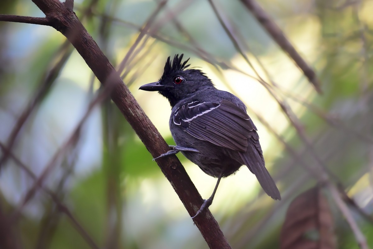 Black-headed Antbird (Hellmayr's) - ML469533301