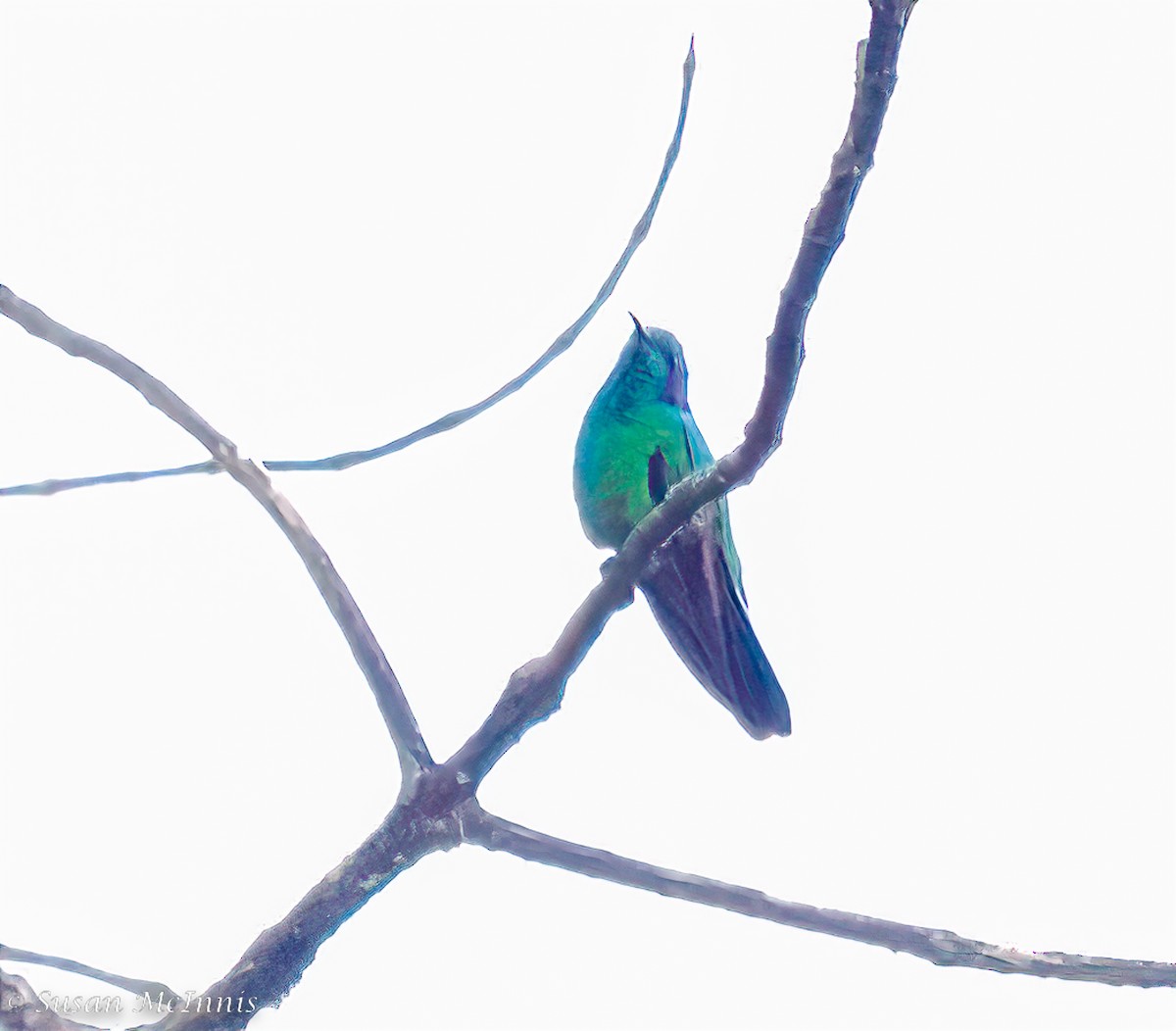 kolibřík modrouchý - ML469535411