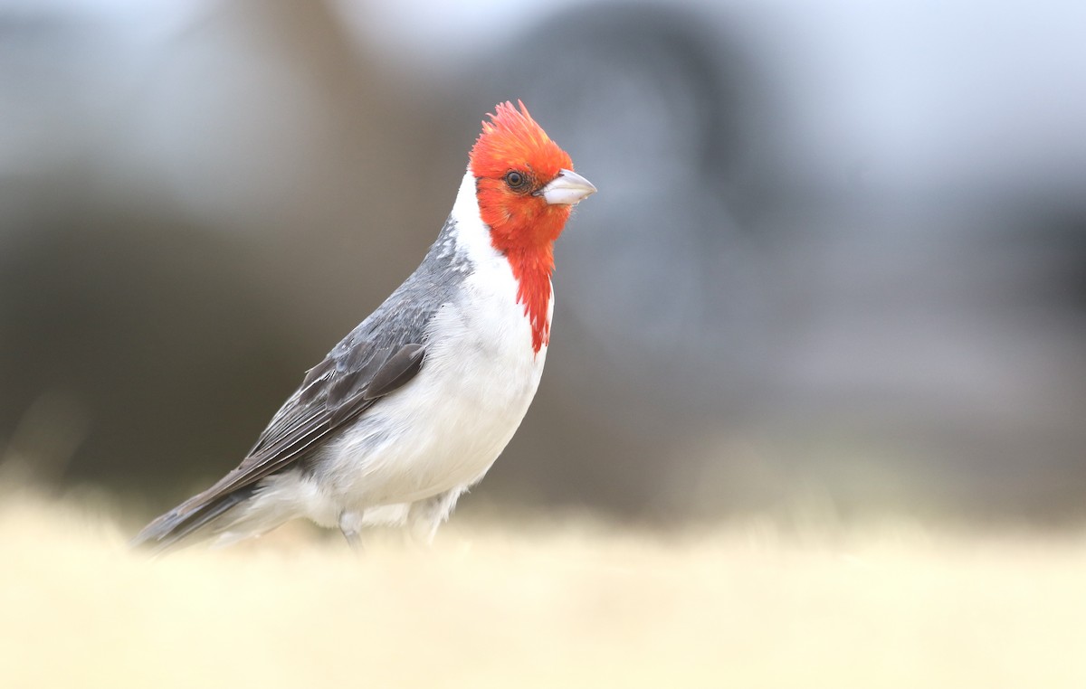 Red-crested Cardinal - Theo Staengl