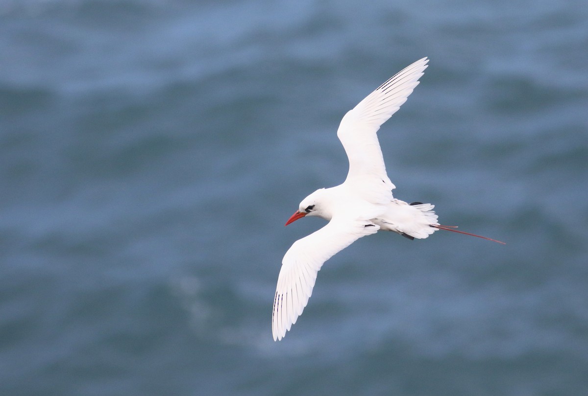 Red-tailed Tropicbird - ML469540811