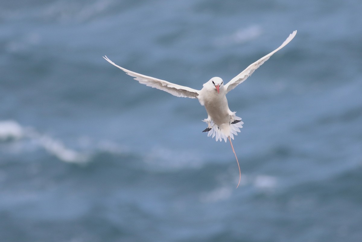 Red-tailed Tropicbird - Theo Staengl
