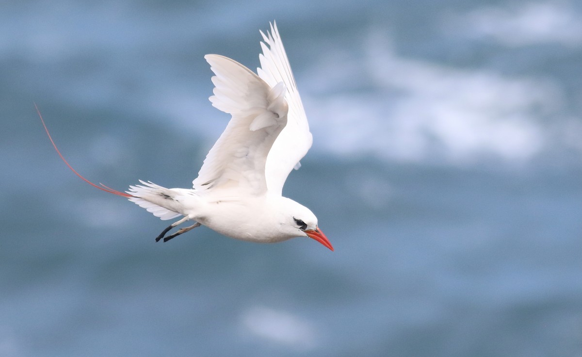 Red-tailed Tropicbird - ML469540921