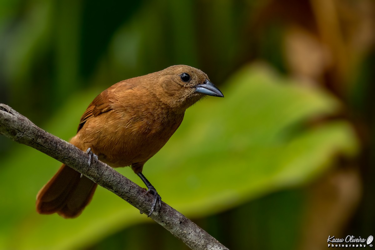 White-lined Tanager - ML46954901