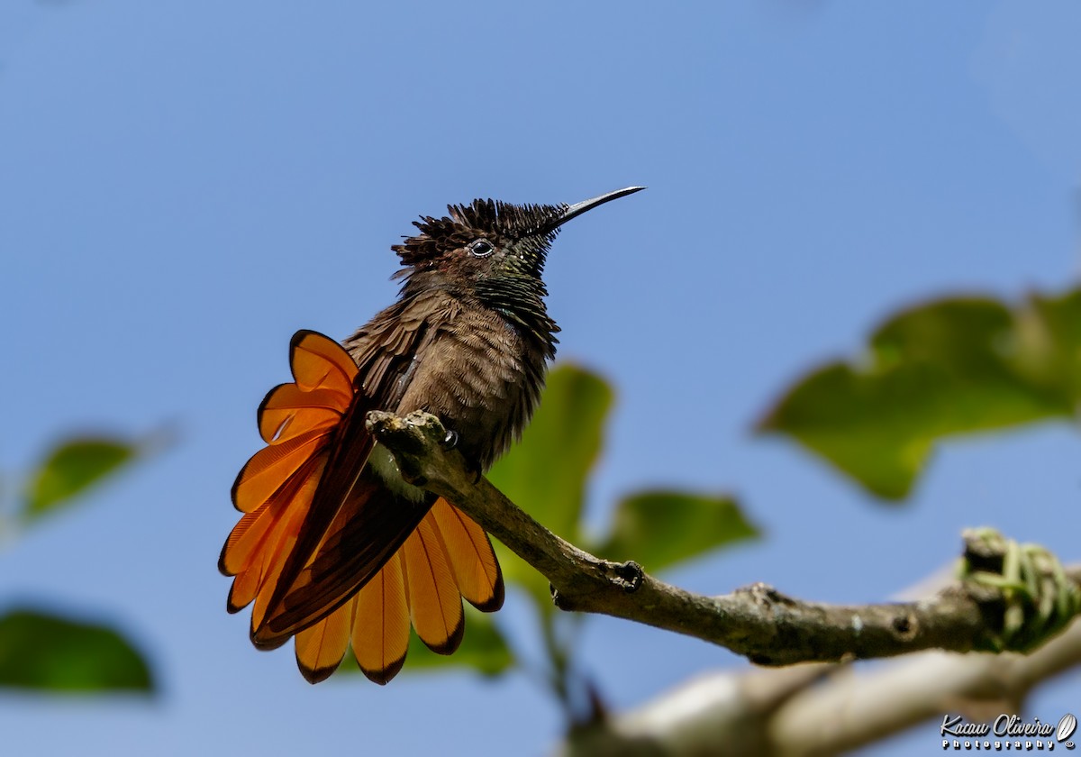 Ruby-topaz Hummingbird - Kacau Oliveira
