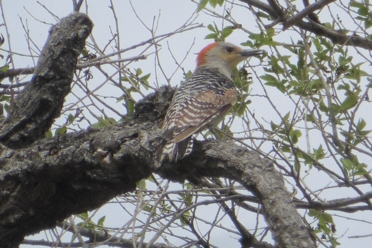Red-bellied Woodpecker - ML469551701