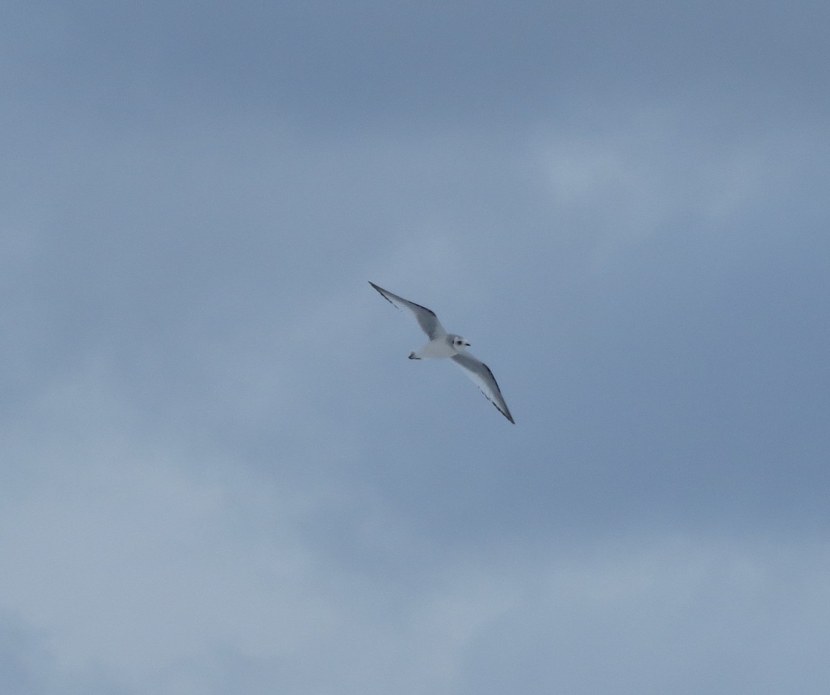 eBird Checklist 29 Jan 2017 Tupper Lake Boat Launch 3 species