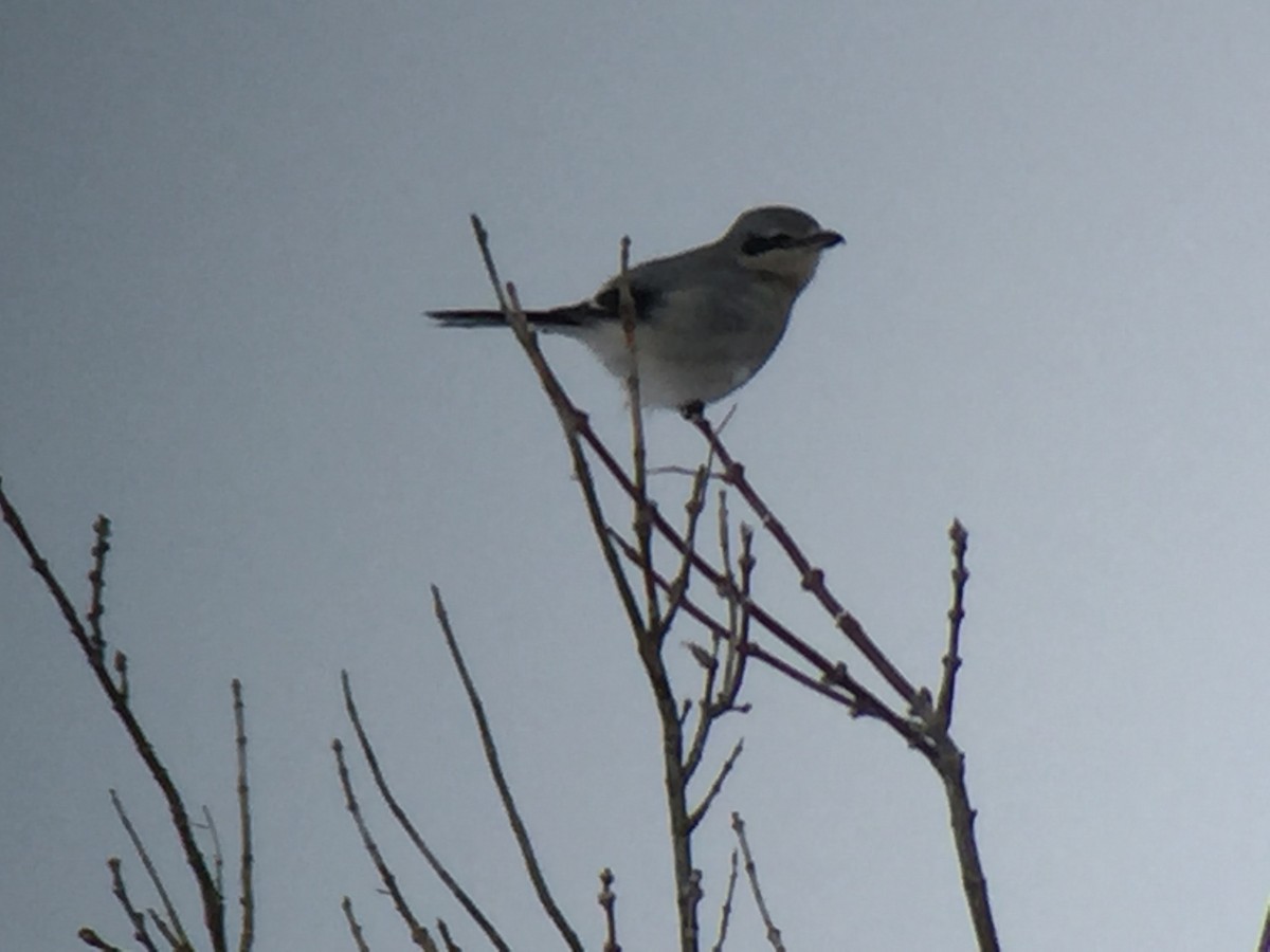 eBird Checklist 28 Jan 2017 Tupper lake 1 species