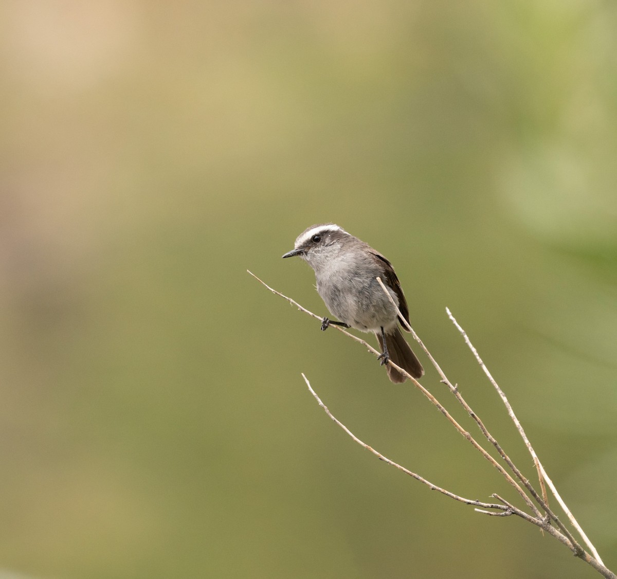 White-browed Chat-Tyrant - ML469559031