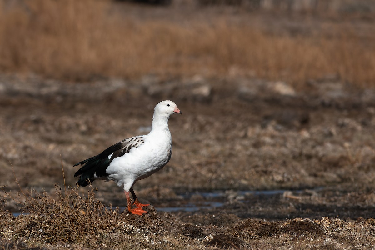 Andean Goose - ML469559191