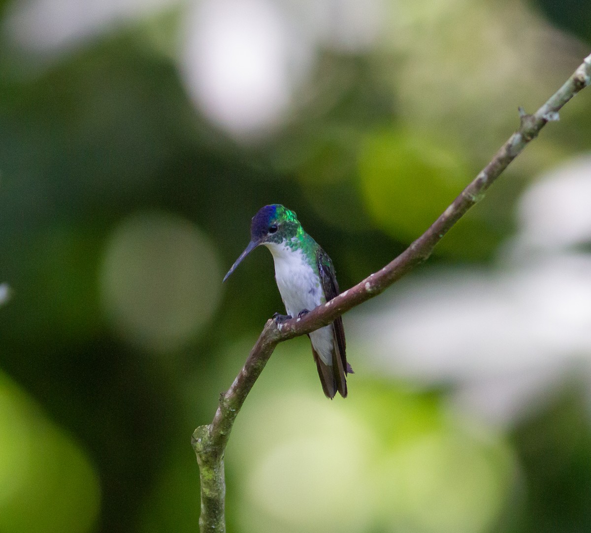 Andean Emerald - ML469563291