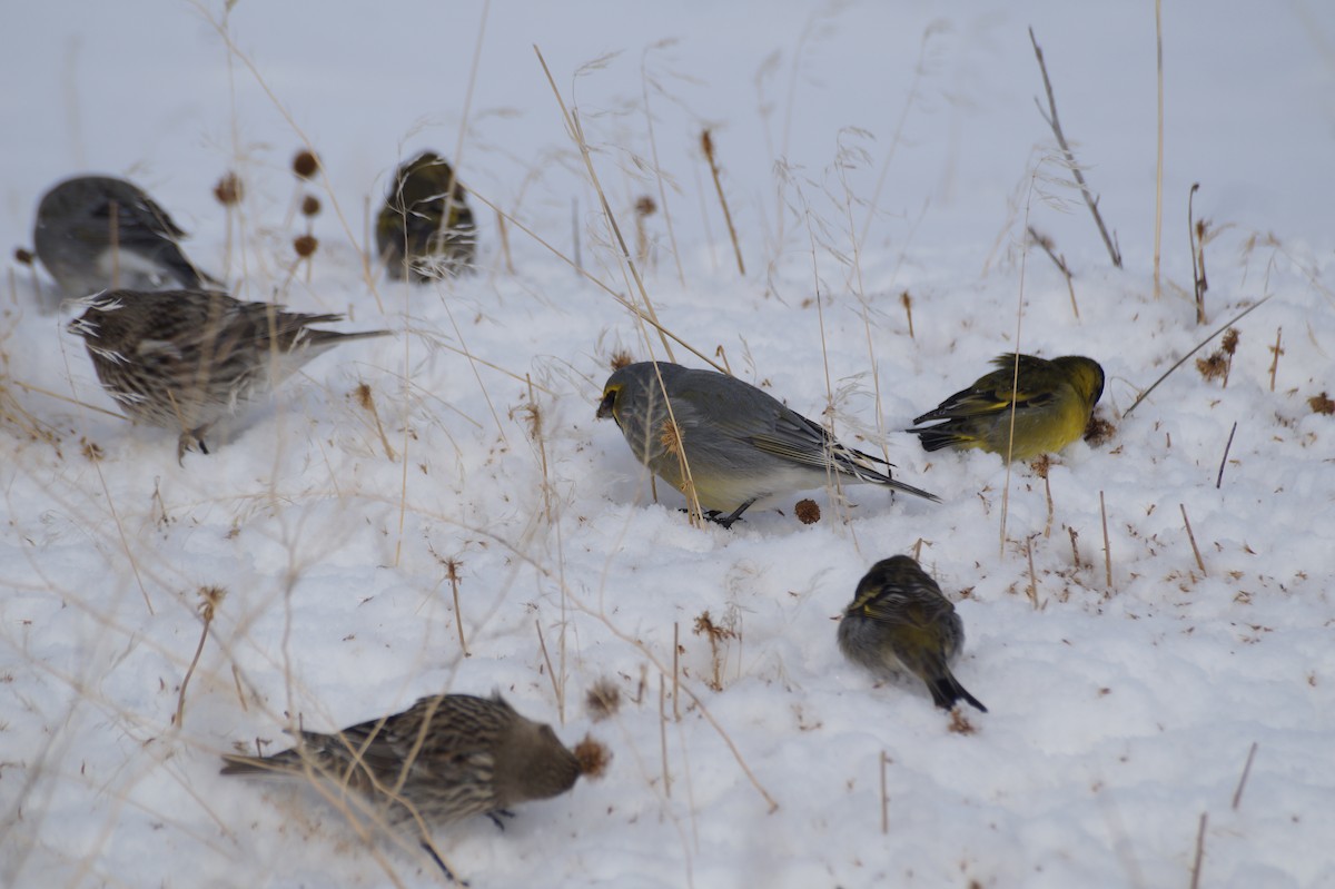 Yellow-bridled Finch (White-tailed) - ML469565771