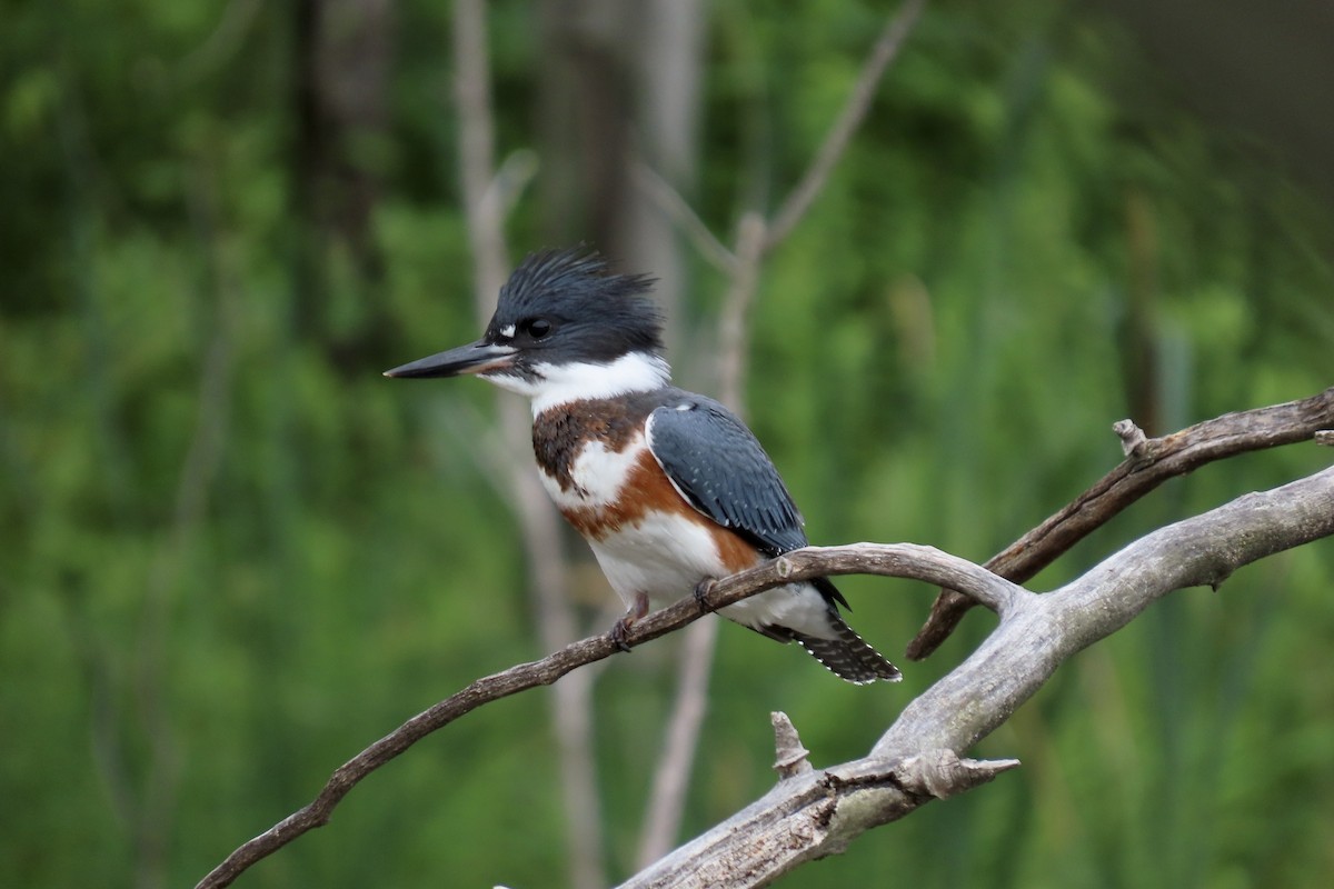 Belted Kingfisher - ML469567261