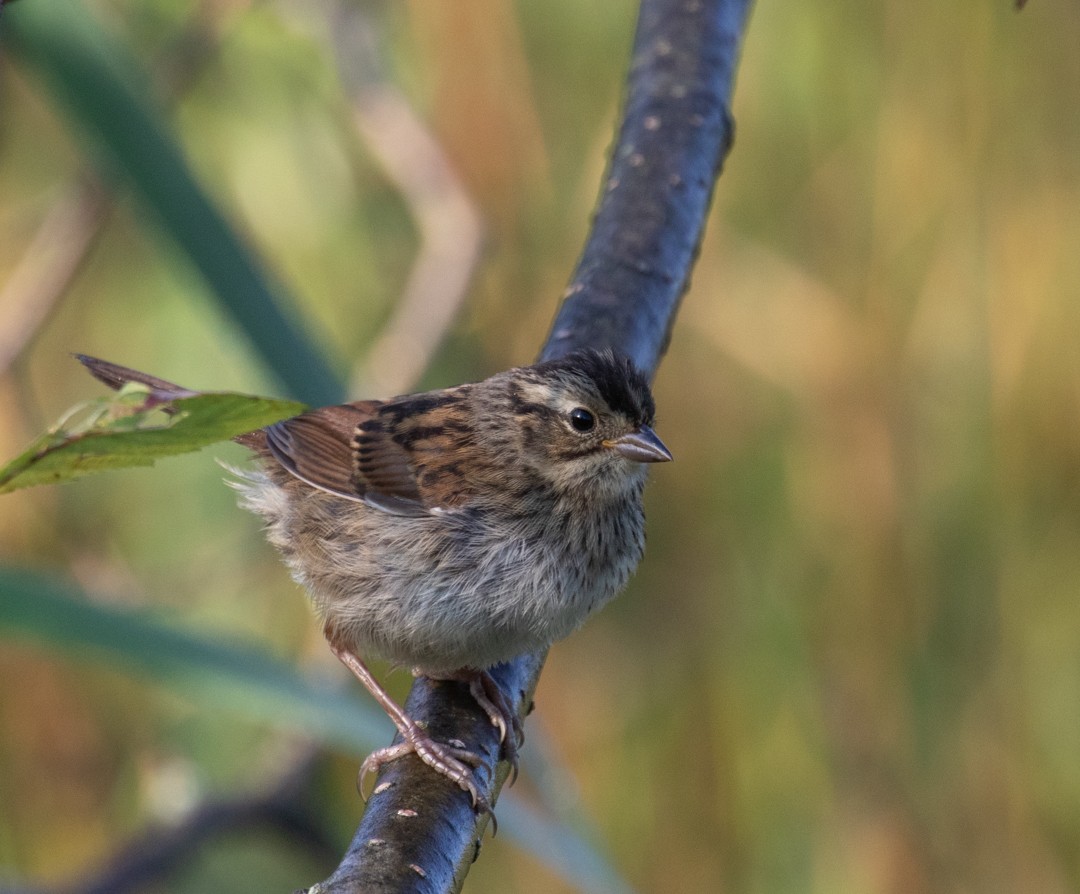 White-throated Sparrow - ML469570901