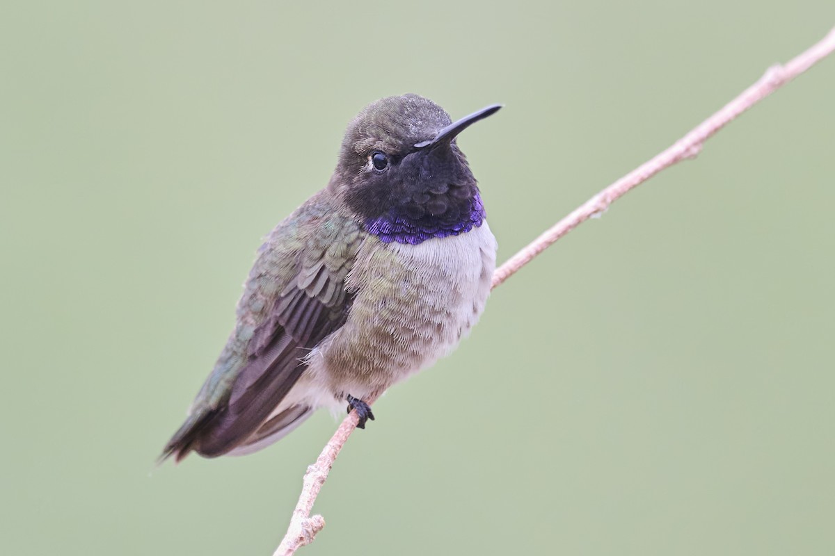 Black-chinned Hummingbird - ML469571121