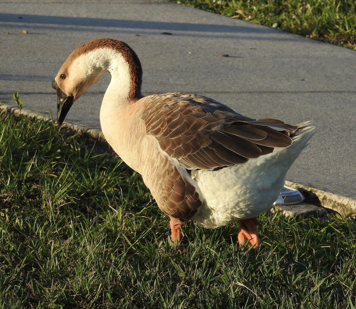 Swan Goose (Domestic type) - Juanita Baker