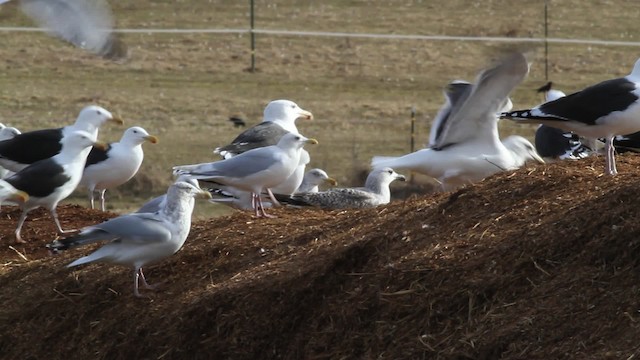 Iceland Gull (kumlieni) - ML469580