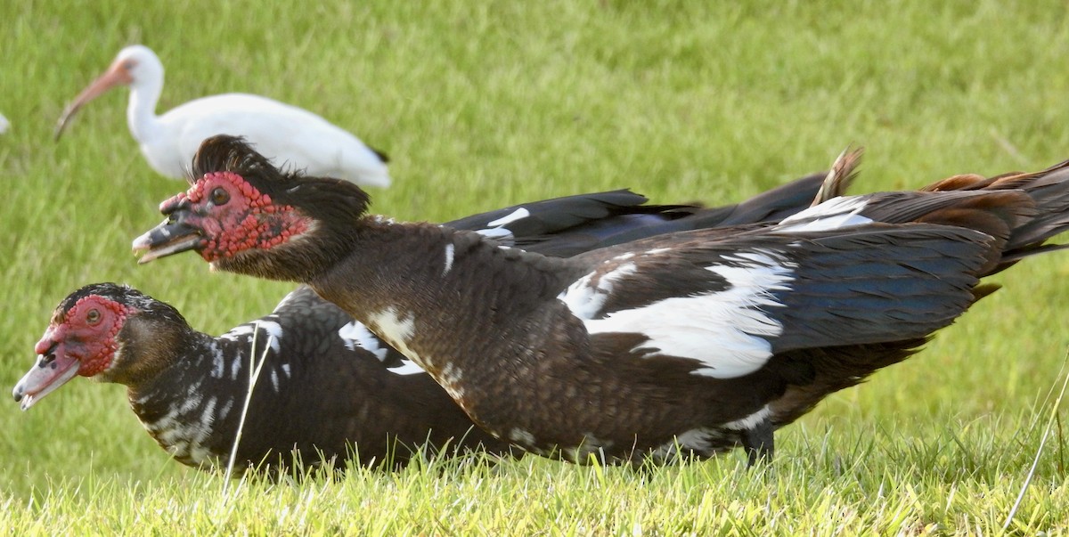 Muscovy Duck (Domestic type) - Juanita Baker