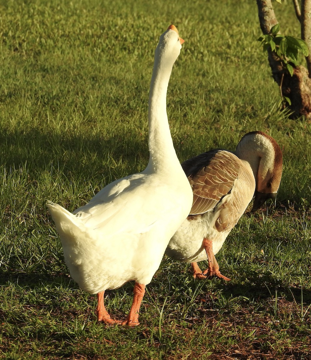 Domestic goose sp. (Domestic type) - ML469582461