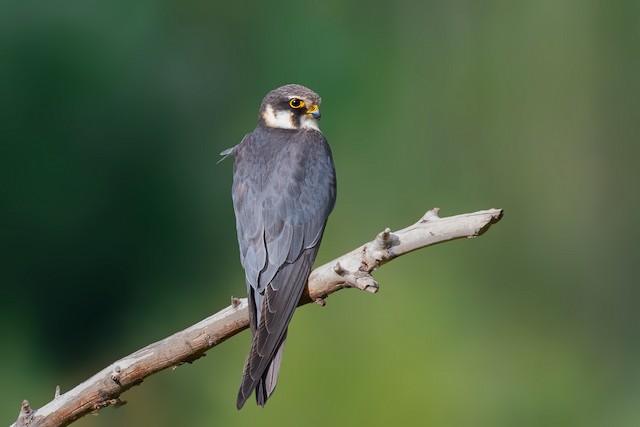 Definitive Basic Plumage (subspecies <em class="SciName notranslate">subbuteo</em>).&nbsp; - Eurasian Hobby - 