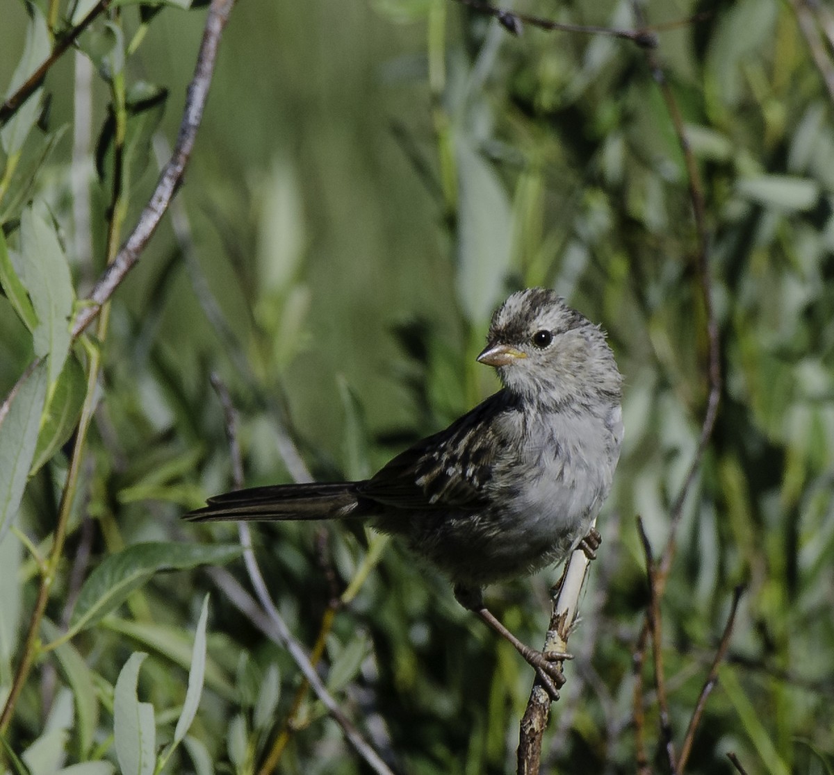 White-crowned Sparrow - ML469585611