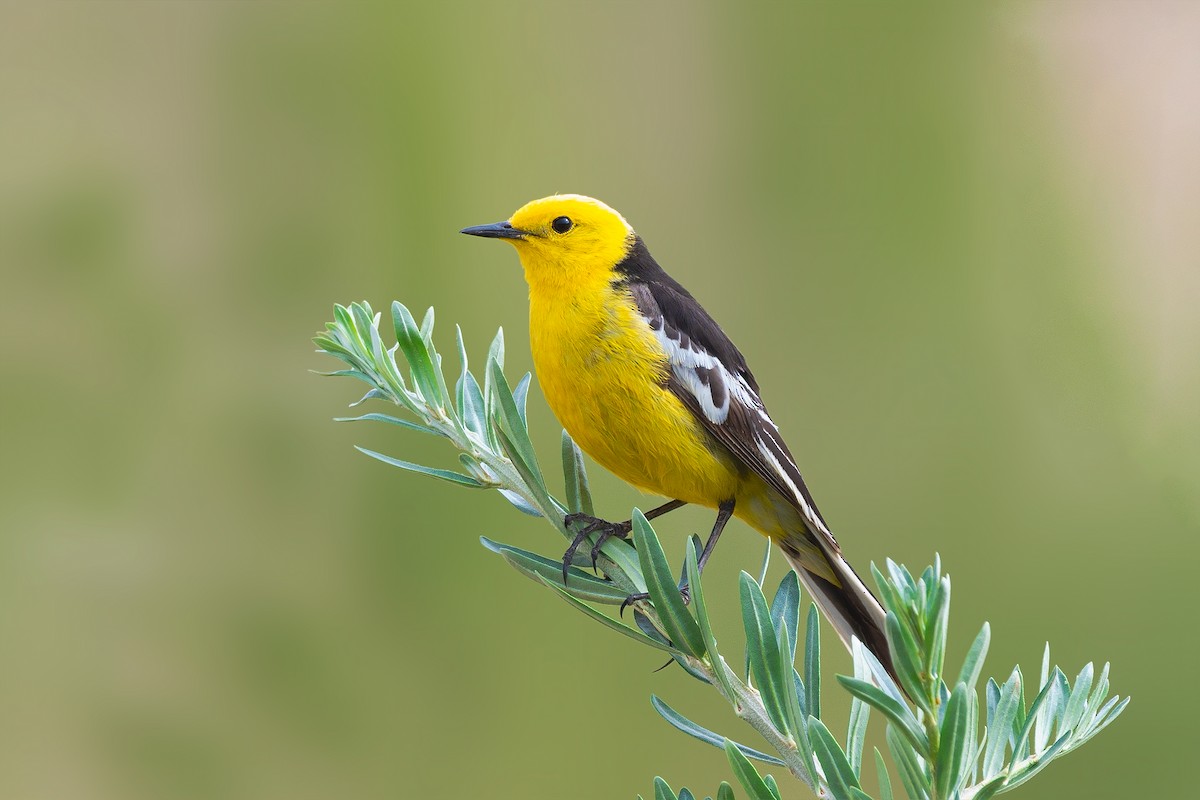 Citrine Wagtail (Black-backed) - ML469585831