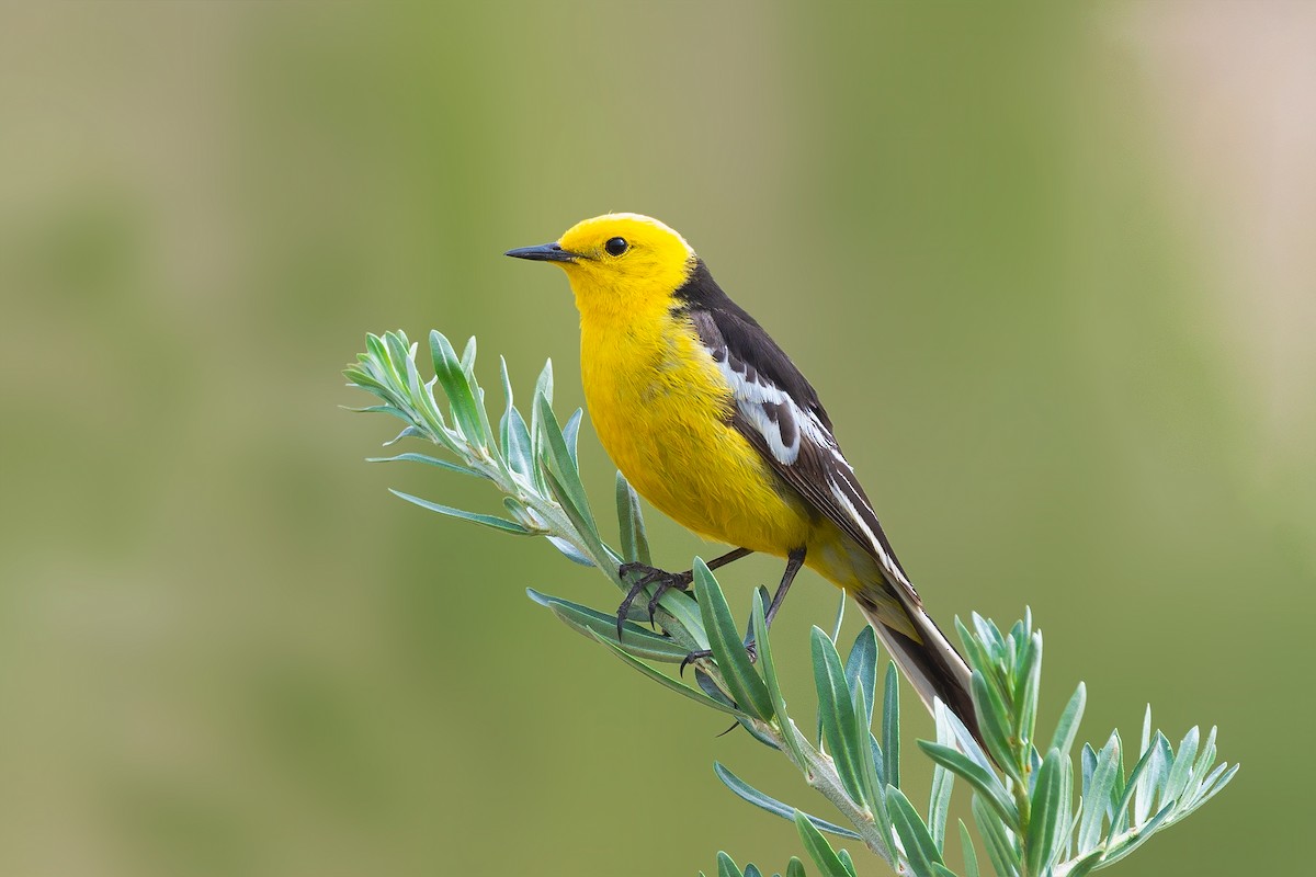 Citrine Wagtail (Black-backed) - Rajkumar Das