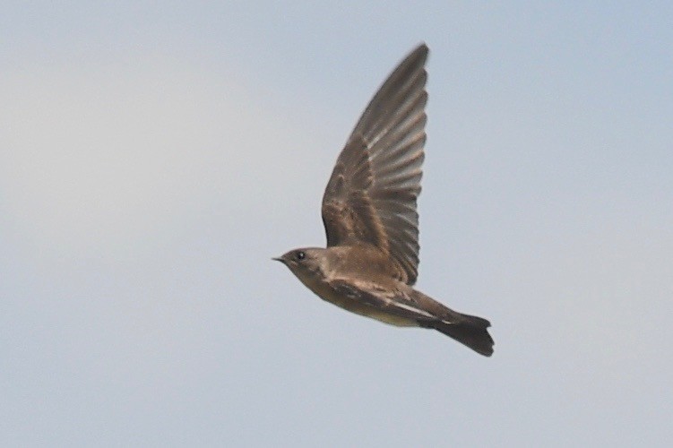 Northern Rough-winged Swallow - barbara segal