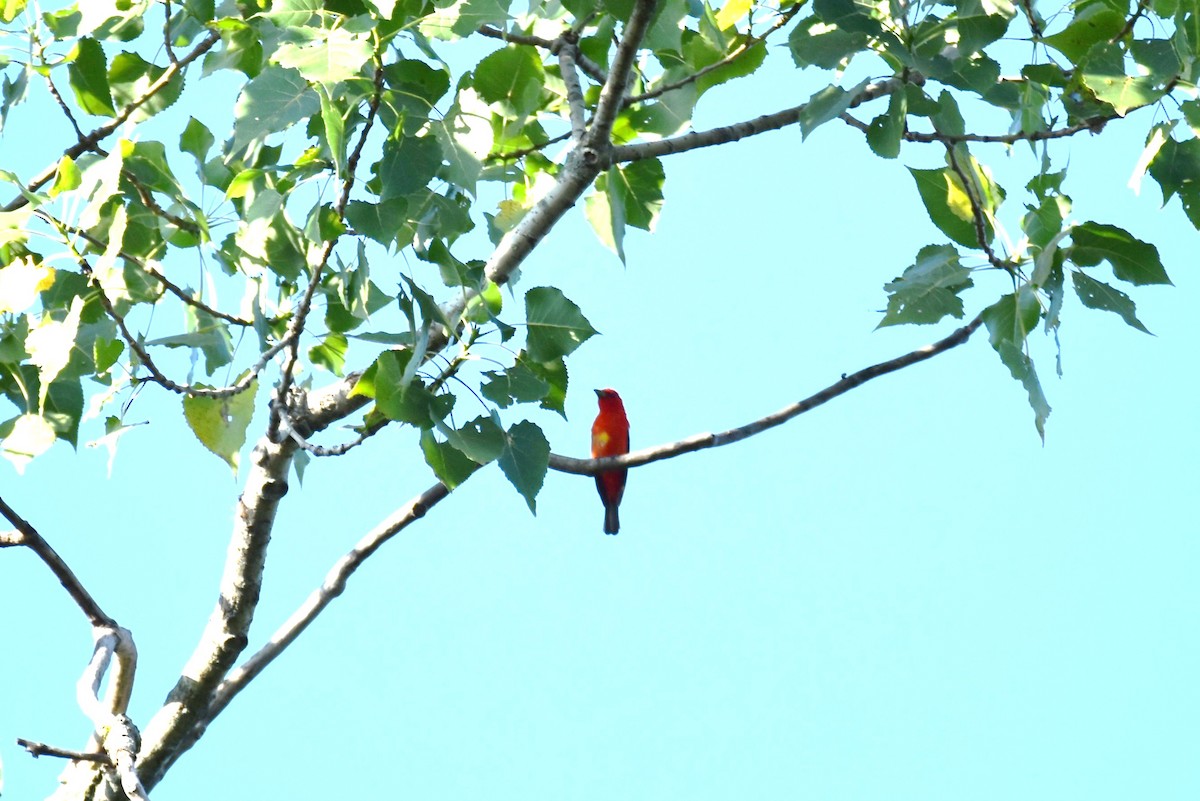 Scarlet Tanager - ML469589681