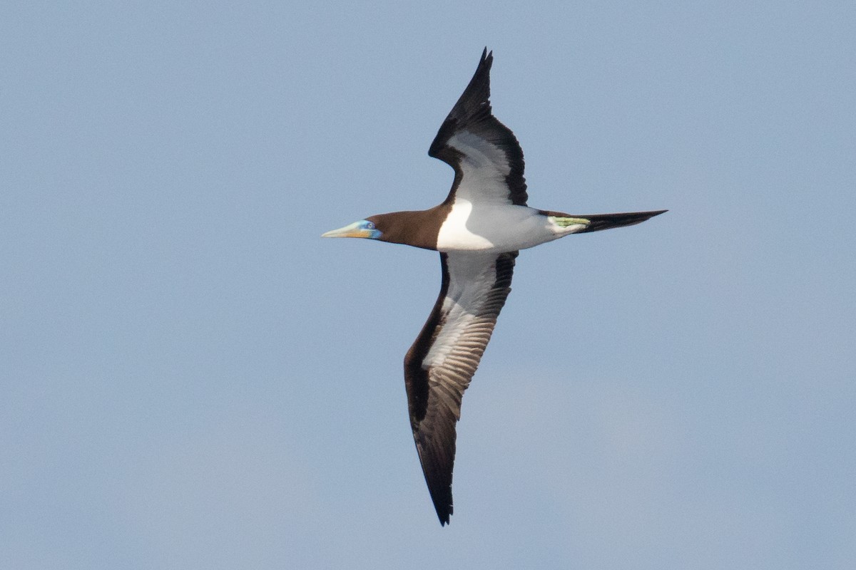Brown Booby (Forster's) - ML469590501