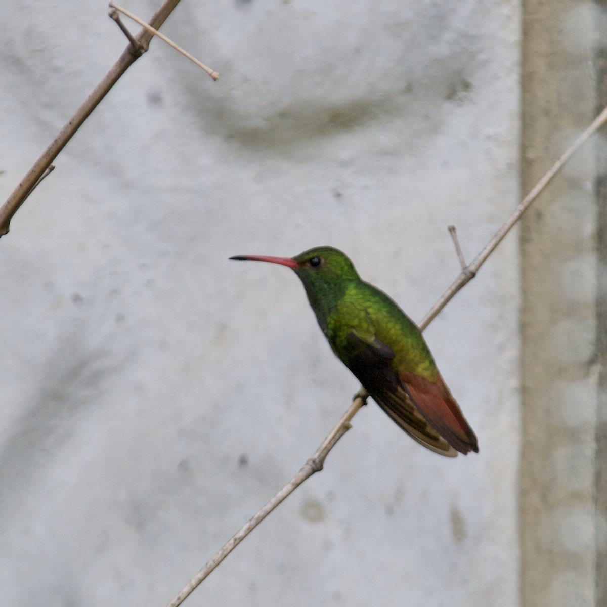 Rufous-tailed Hummingbird - ML469590931