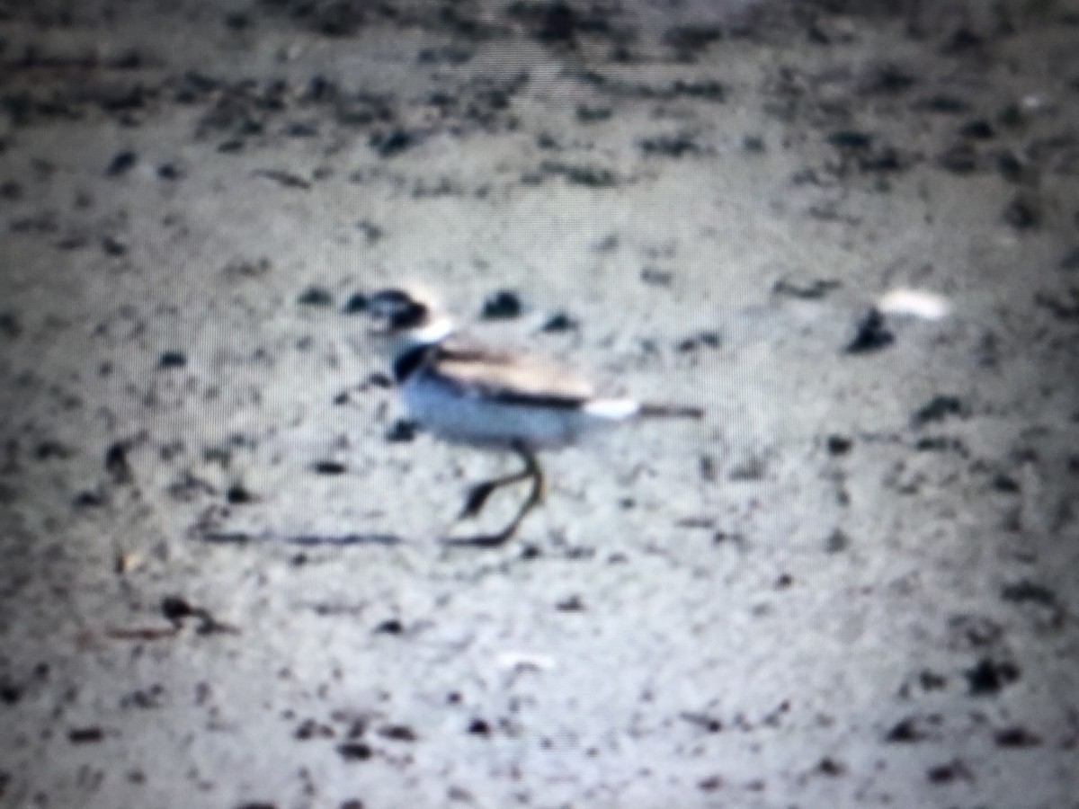 Semipalmated Plover - ML469593561