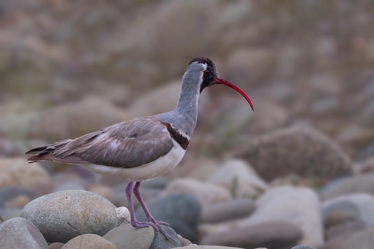 Bec-d'ibis tibétain - ML469595751