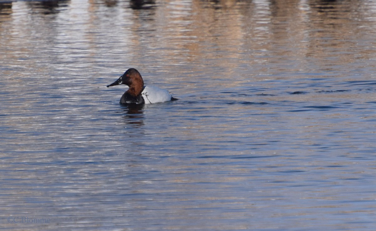 Canvasback - Chris Blomme